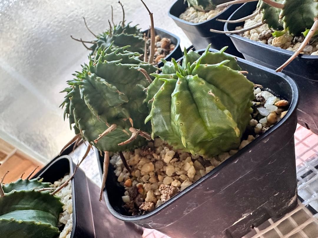 ユーフォルビアバリダ　⭐︎カキコ付き