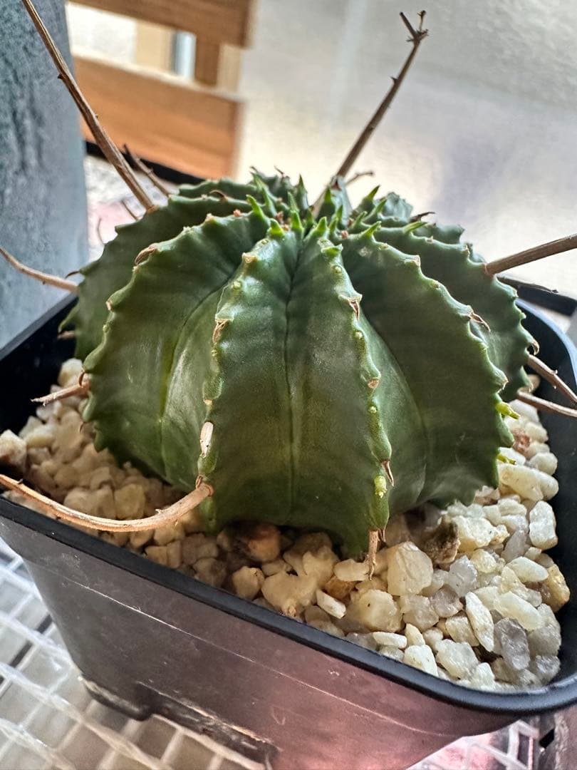 ユーフォルビアバリダ　⭐︎カキコ付き