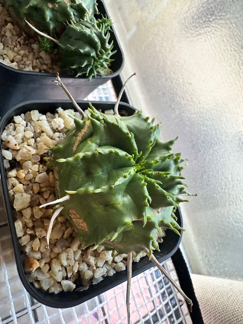 ユーフォルビアバリダ　⭐︎カキコ付き