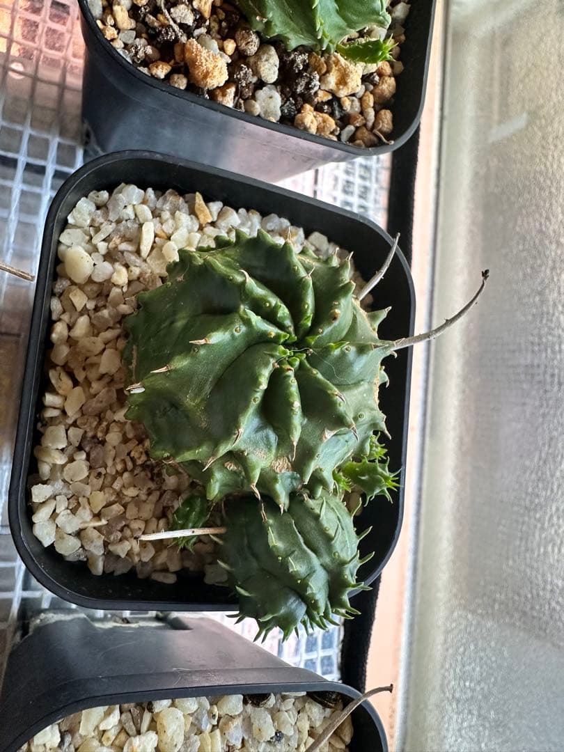 ユーフォルビアバリダ　⭐︎カキコ付き