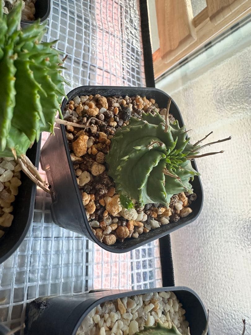 ユーフォルビアバリダ　⭐︎カキコ付き