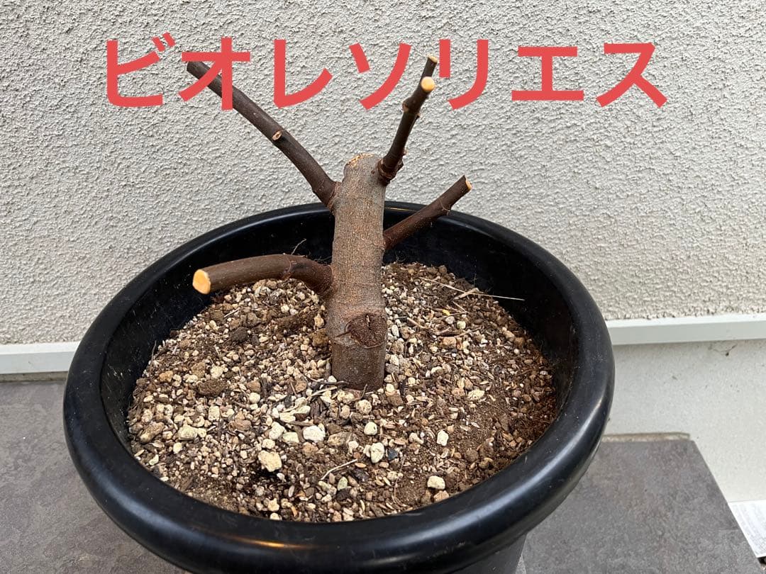 確認用　イチジク　ブルーベリー　バラ