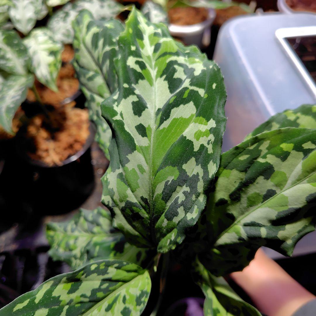 TB便 Aglaonema pictum
