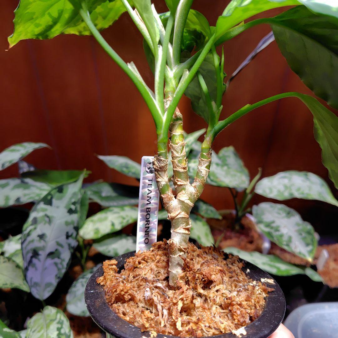 TB便 Aglaonema pictum
