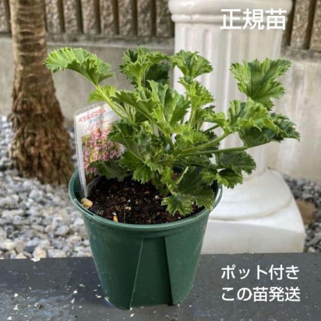 香香様ゼラニウム苗 ペラルゴニウム６苗