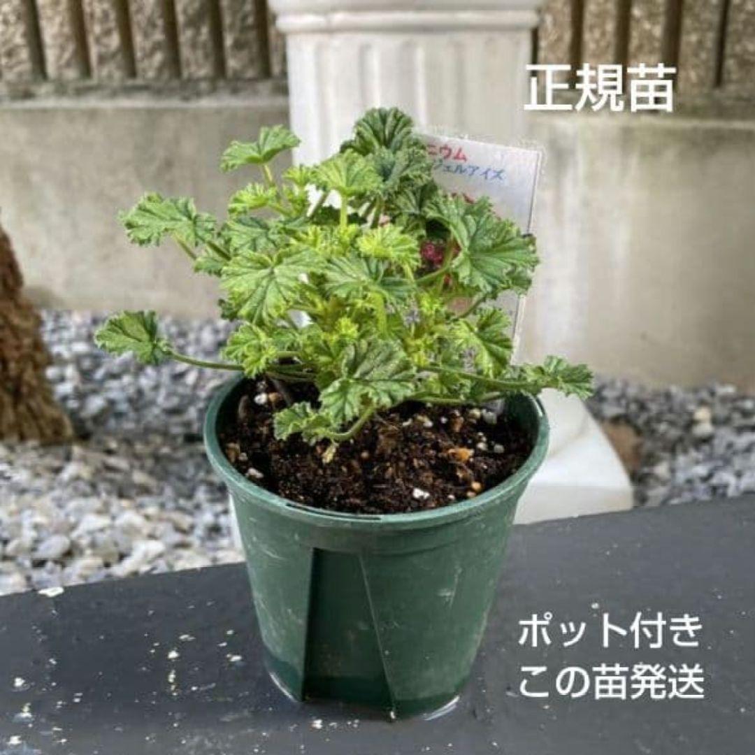 香香様ゼラニウム苗 ペラルゴニウム６苗