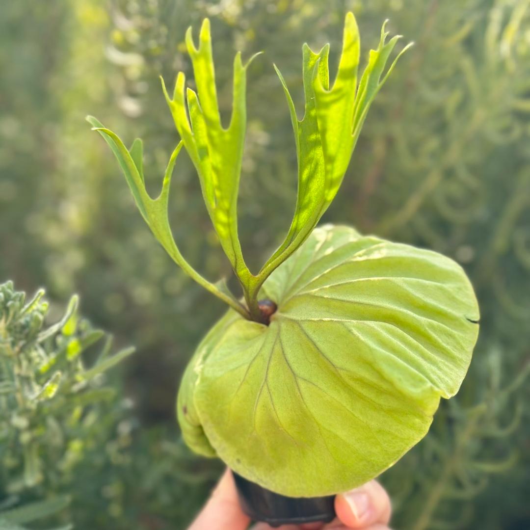 専用！Platycerium ridleyi \"Pakarang　TC02