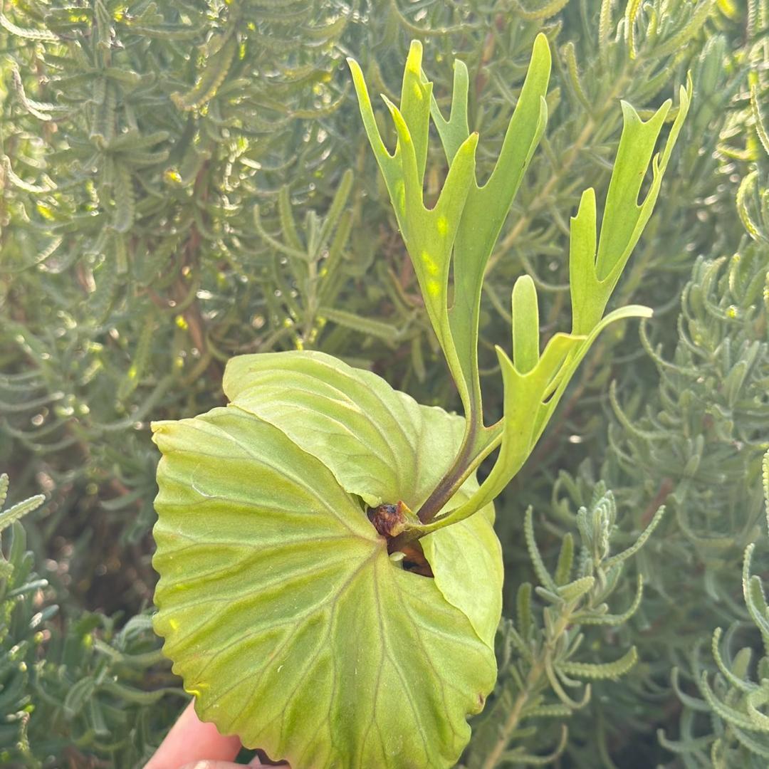 専用！Platycerium ridleyi \"Pakarang　TC02