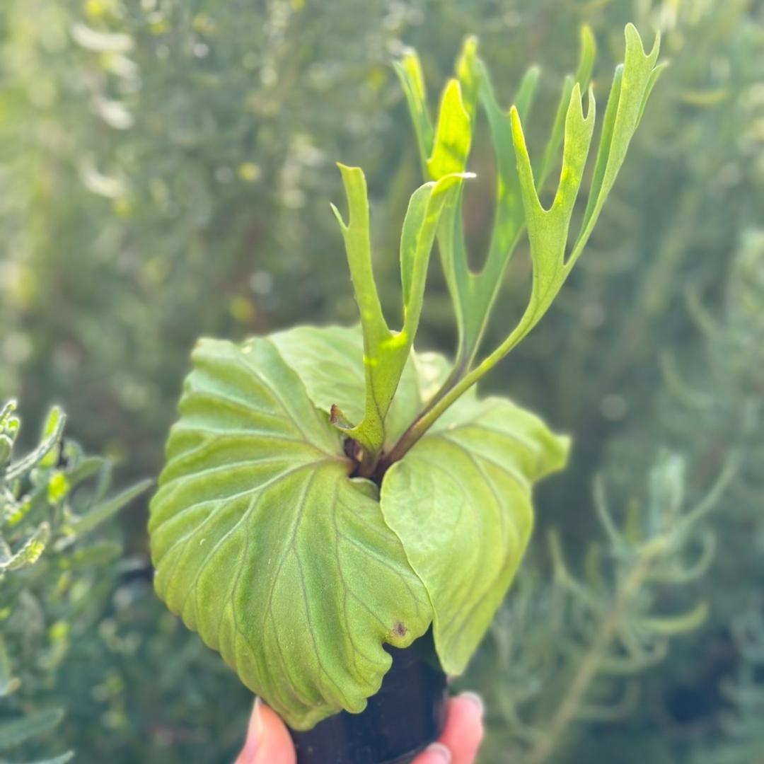 専用！Platycerium ridleyi \"Pakarang　TC02