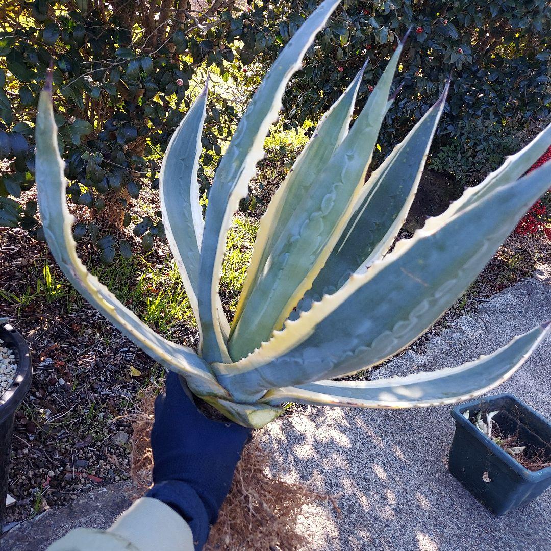 3/8まで限定　サービス品　アガベ　アメリカーナ　覆輪　斑入り　大株　耐寒性