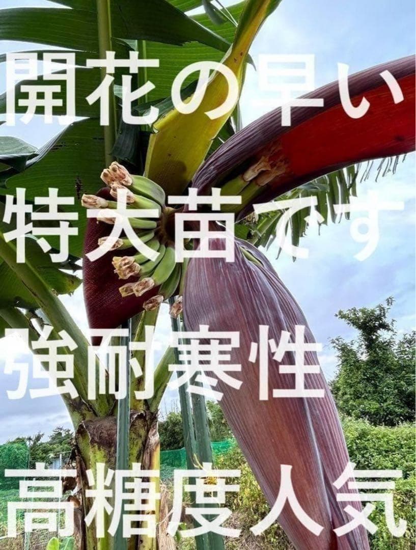 100cm、成長早い◆ドワーフ・サンタカタリーナ.バナナ苗◆低木。初心者向き耐寒