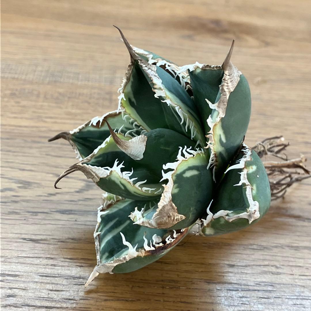 s*a様 【オークション】選抜　美株　特大　子株付き　アガべ　SAD錦　覆輪斑