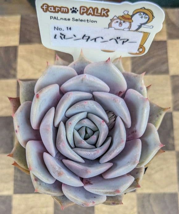 多肉植物《 バレンタインベアー》☘️札付き☘️ 安心のポット発送