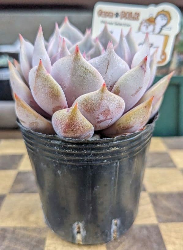 多肉植物《 バレンタインベアー》☘️札付き☘️ 安心のポット発送