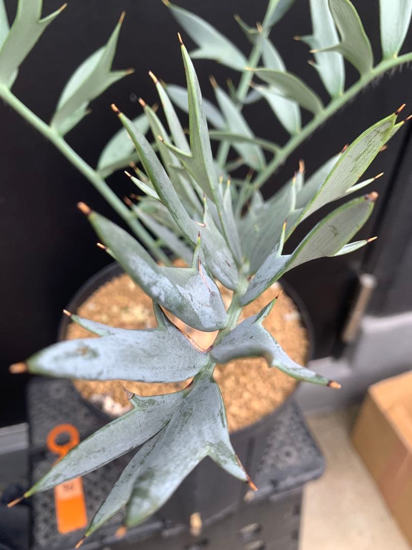 【南ア産・発根済】エンセファラルトス・ホリダス 約6cm｜No3-36