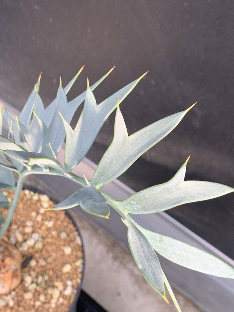 【南ア産・発根済】エンセファラルトス・ホリダス 約6cm｜No3-36