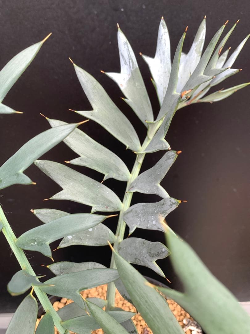 【南ア産・発根済】エンセファラルトス・ホリダス 約6cm｜No3-36