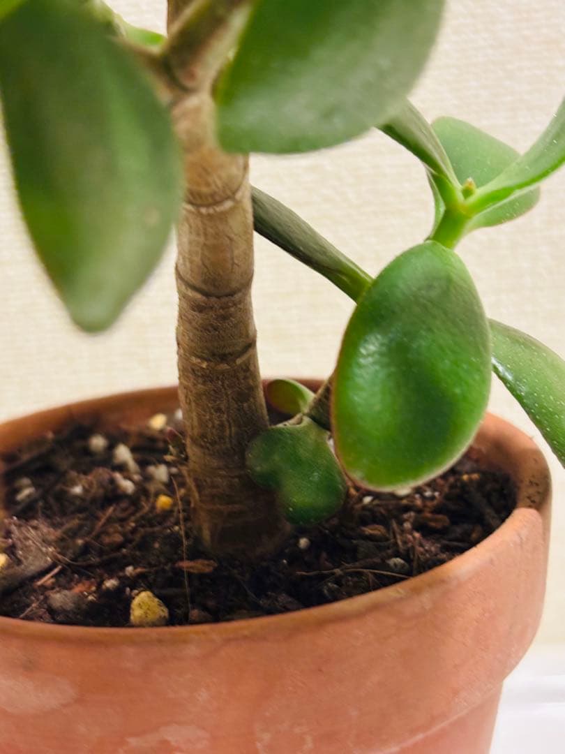 ❶《4年目》 毎年・花咲く親木の　根付き苗　金のなる木　枝ぶりの良い