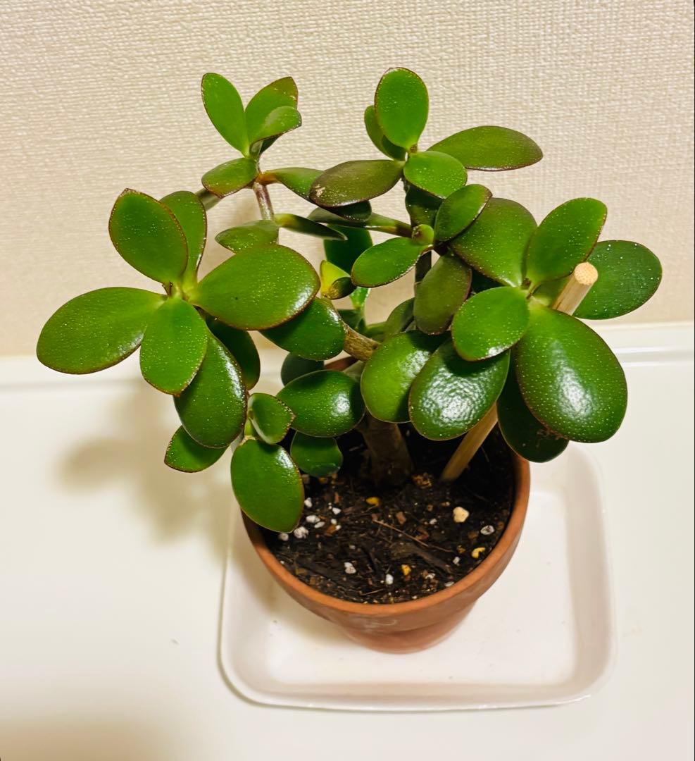 ❶《4年目》 毎年・花咲く親木の　根付き苗　金のなる木　枝ぶりの良い