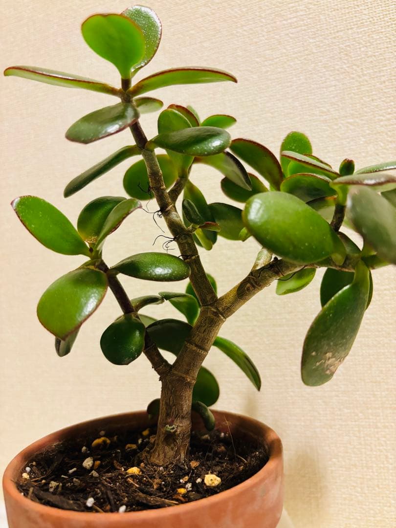 ❶《4年目》 毎年・花咲く親木の　根付き苗　金のなる木　枝ぶりの良い