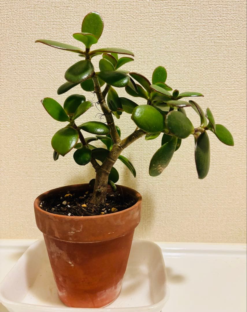 ❶《4年目》 毎年・花咲く親木の　根付き苗　金のなる木　枝ぶりの良い