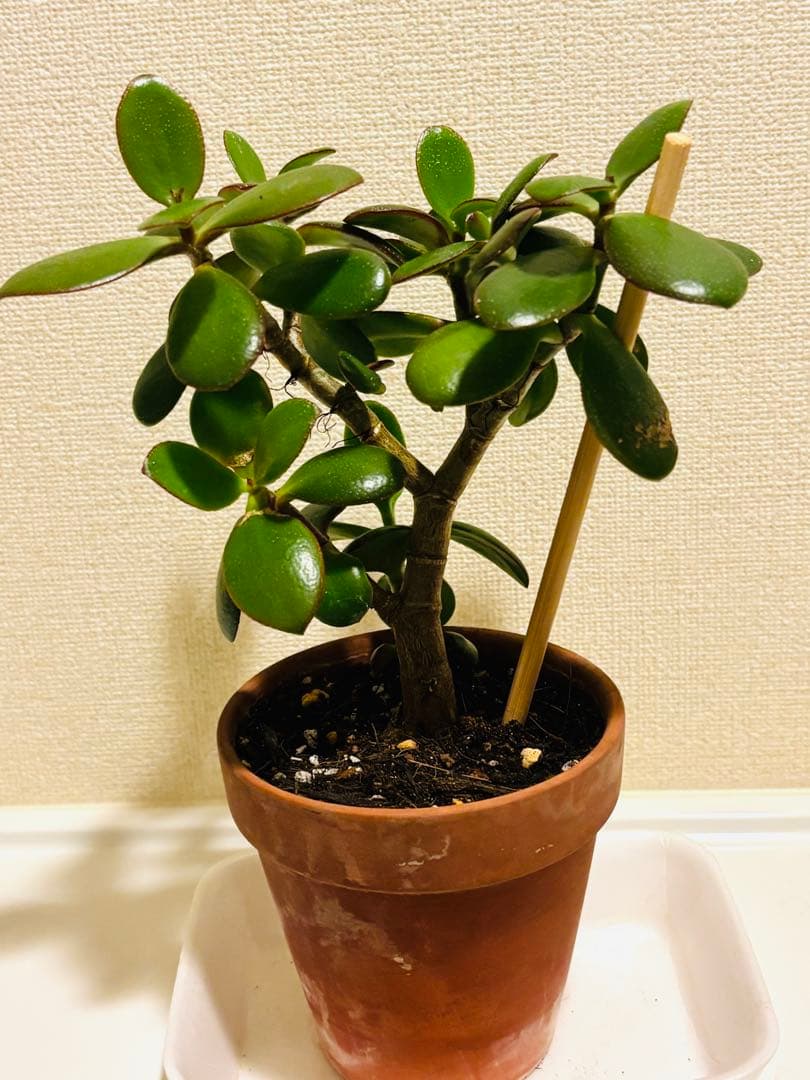 ❶《4年目》 毎年・花咲く親木の　根付き苗　金のなる木　枝ぶりの良い