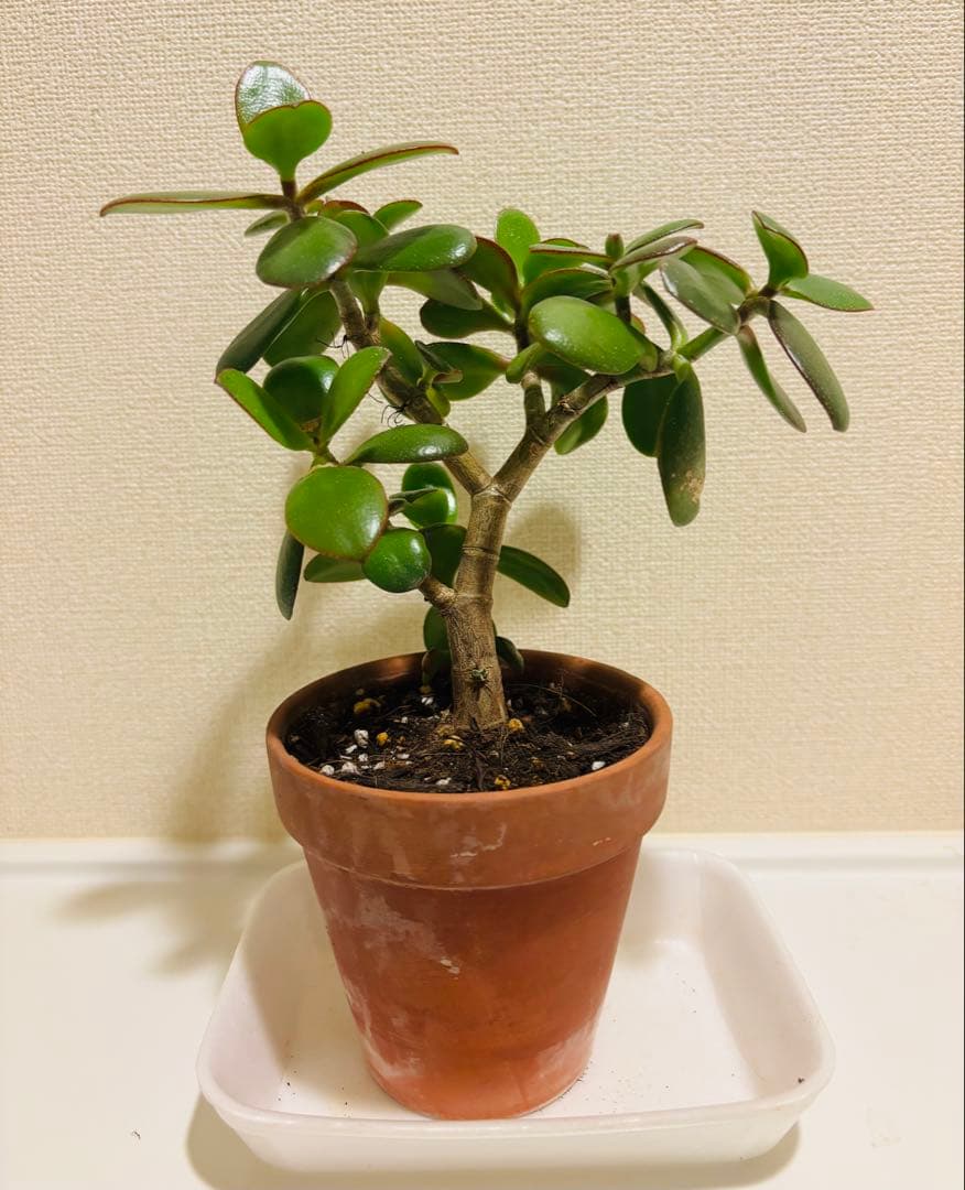 ❶《4年目》 毎年・花咲く親木の　根付き苗　金のなる木　枝ぶりの良い