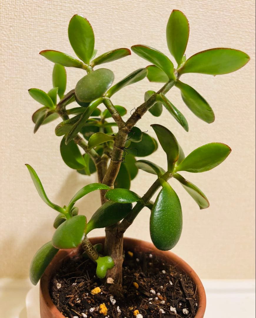 ❶《4年目》 毎年・花咲く親木の　根付き苗　金のなる木　枝ぶりの良い