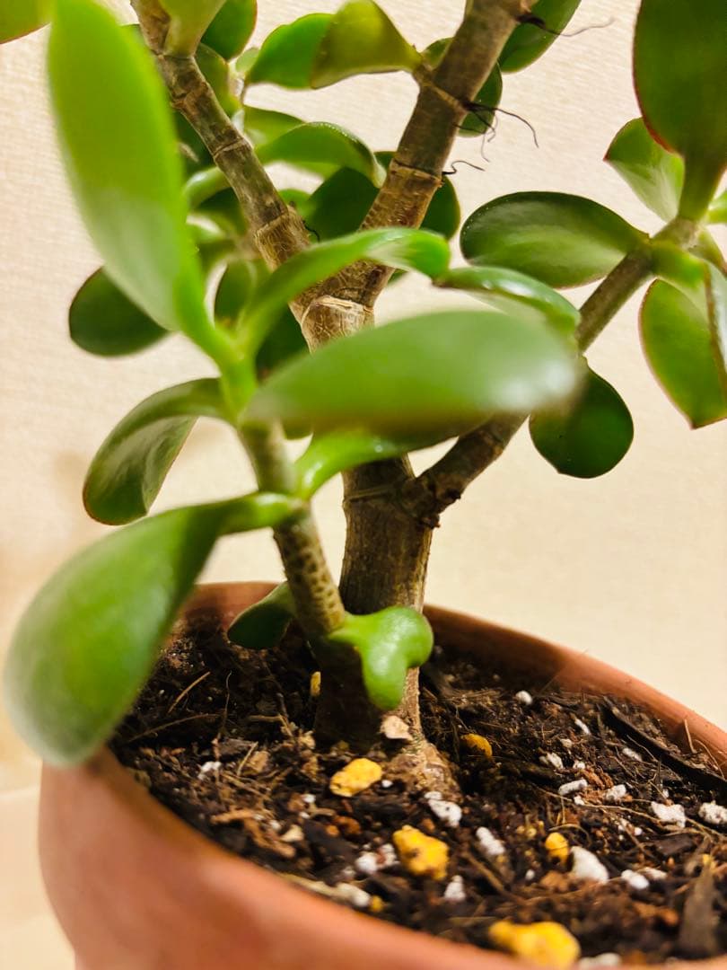 ❶《4年目》 毎年・花咲く親木の　根付き苗　金のなる木　枝ぶりの良い