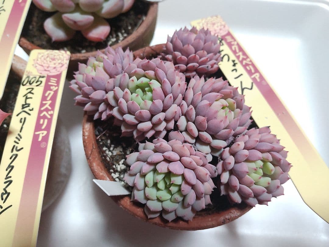 多肉 ☆ちょこん☆ストロベリーミルククラウン☆ブルーベリームーン ミックスベリア