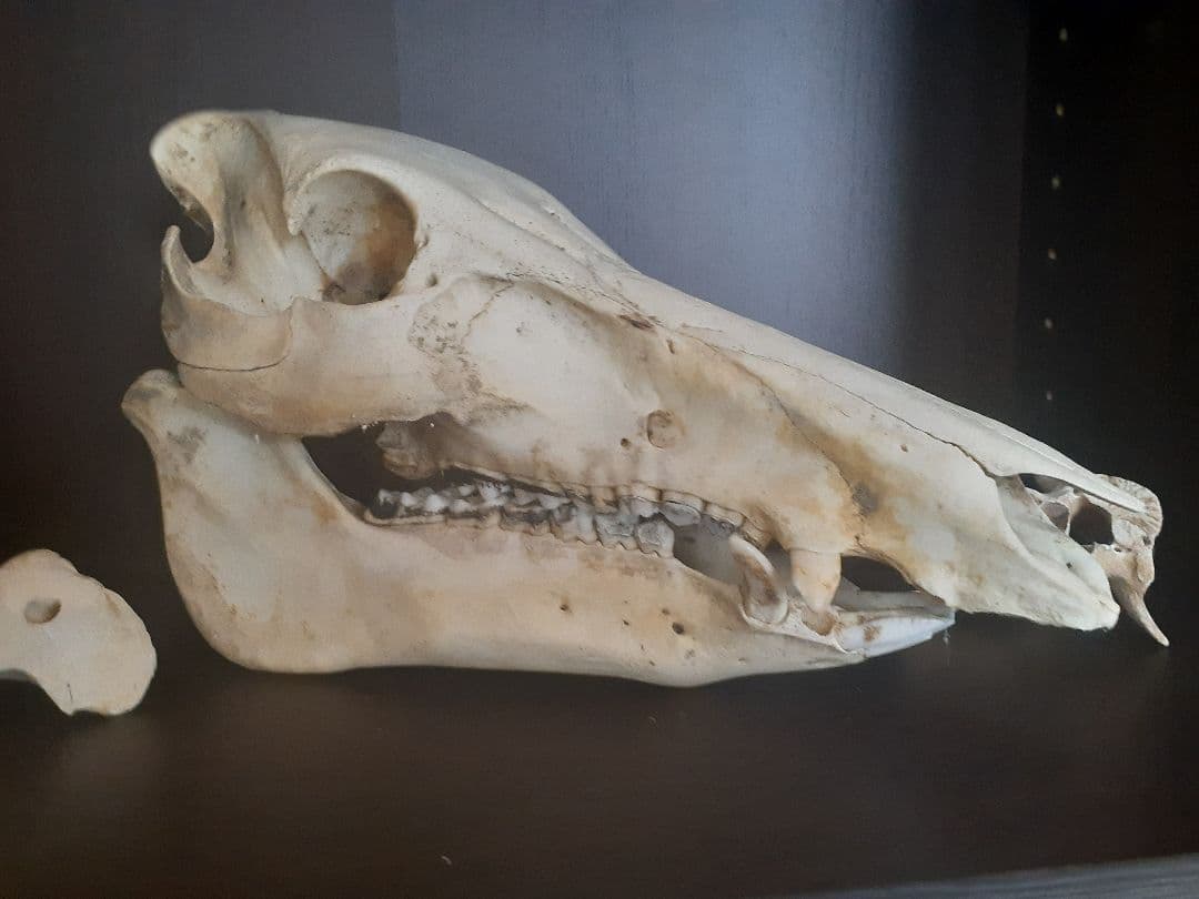 日本イノシン頭骨