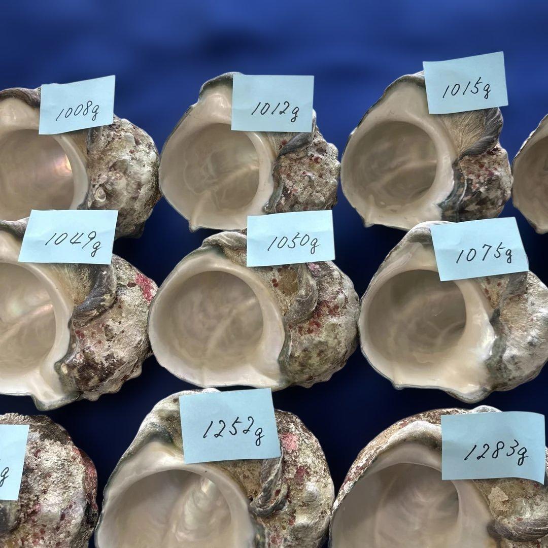 大型夜光貝　ヤコウ貝　まとめ売り　13個　14kg アクセサリー　ルアー
