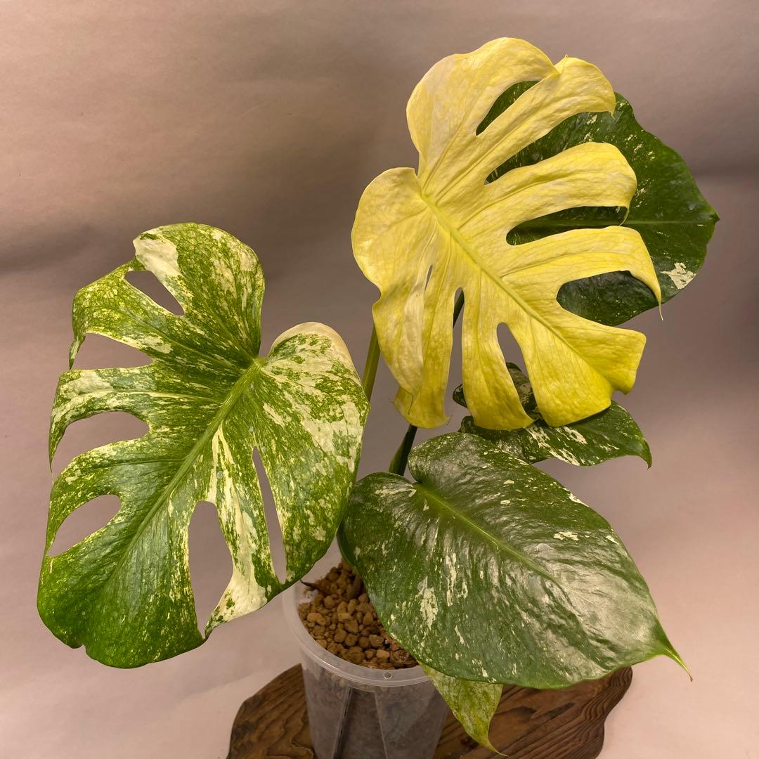 す*る様 a41 ホワイトモンスター 天津蘭 モンステラ斑入り