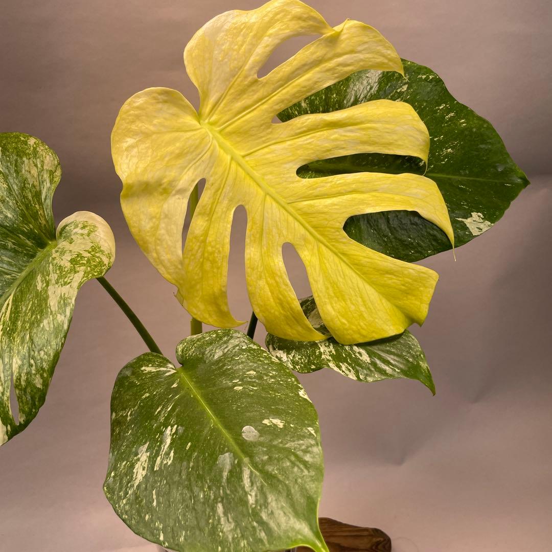 す*る様 a41 ホワイトモンスター 天津蘭 モンステラ斑入り