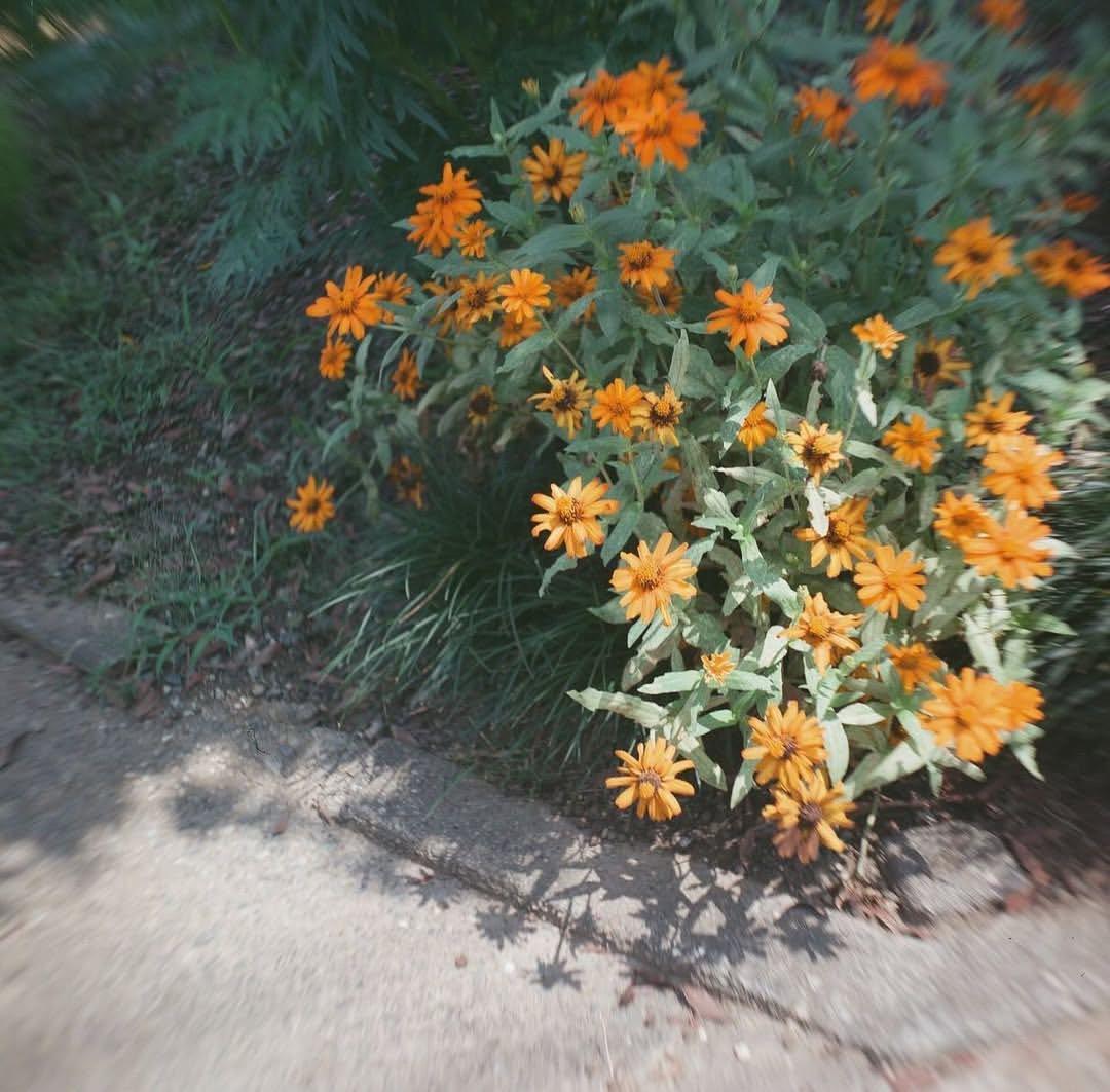 Mamiya C3 ＋sekor 65mm f3.5