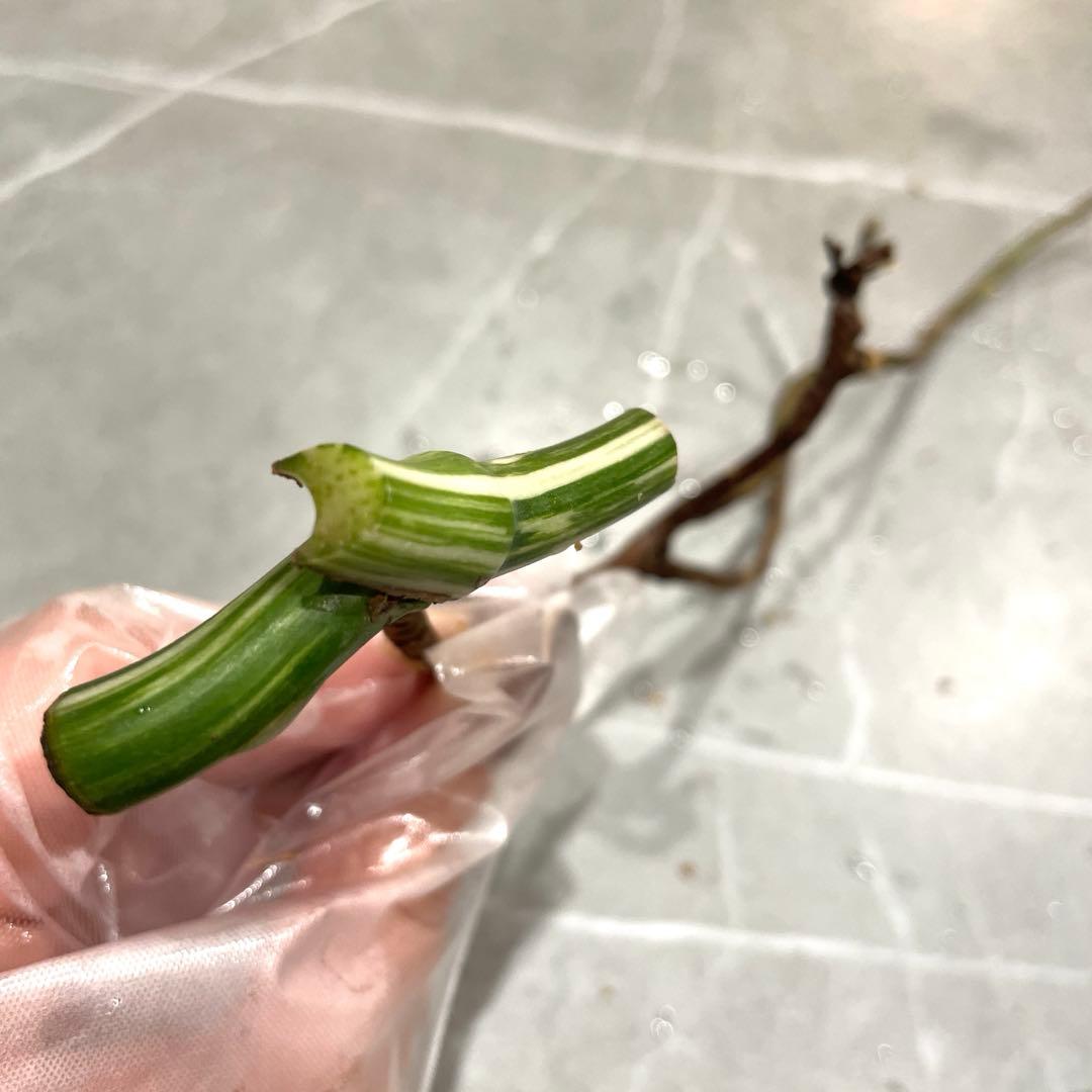 専用です
