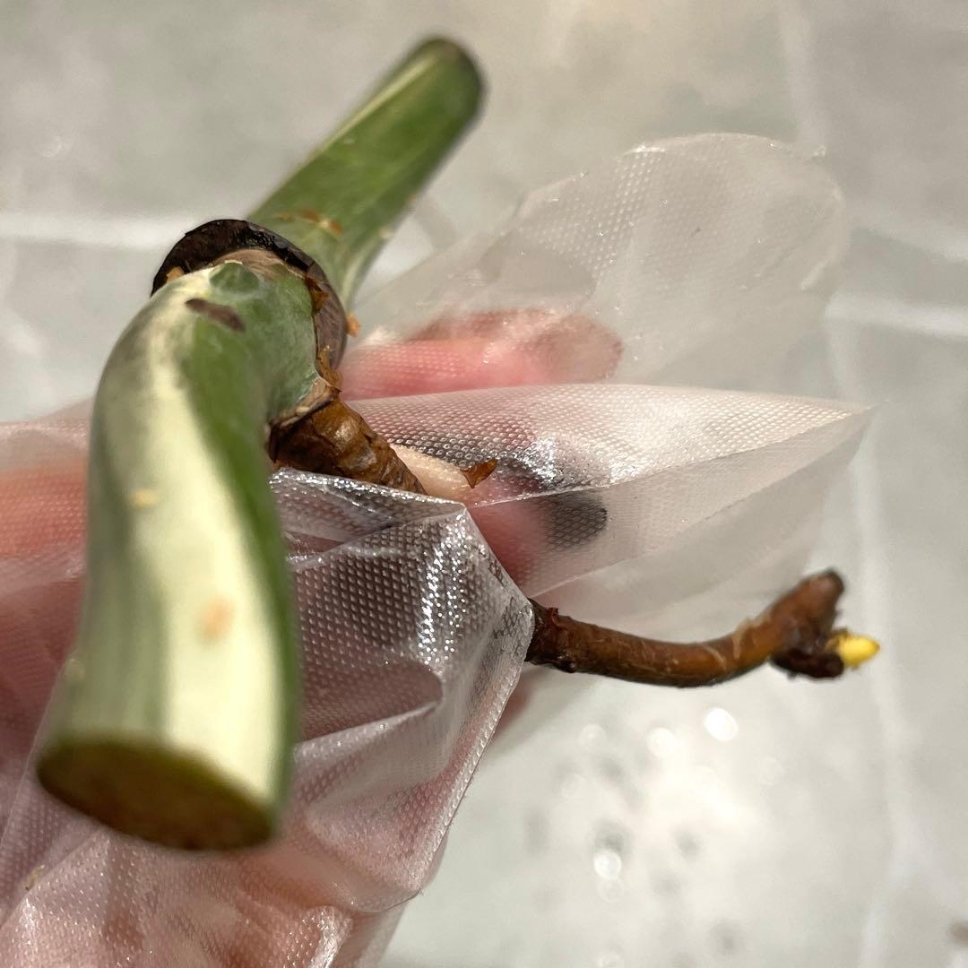 専用です