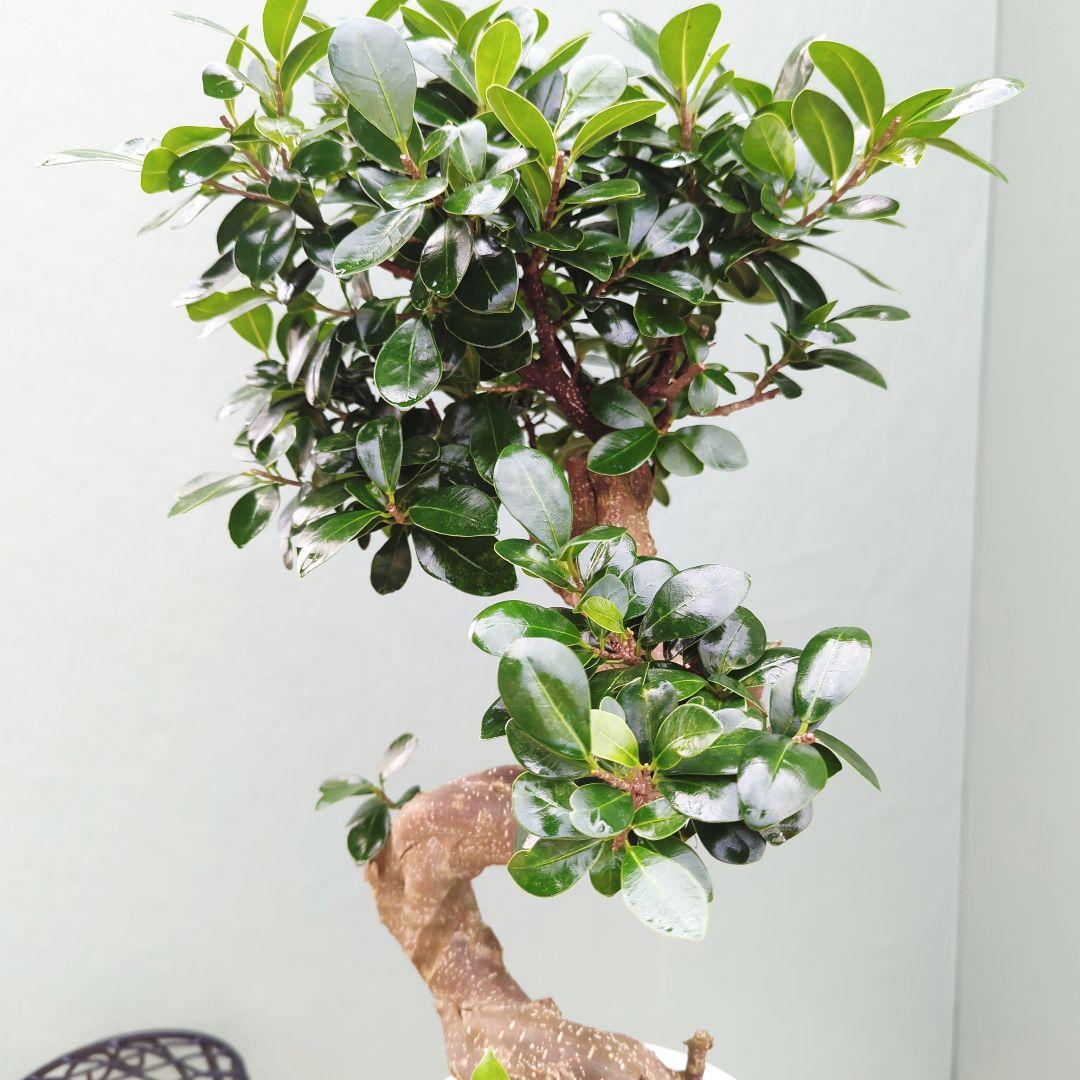 ニイサンガジュマル 【現品】昇り龍 曲がり ギフト植物 ７