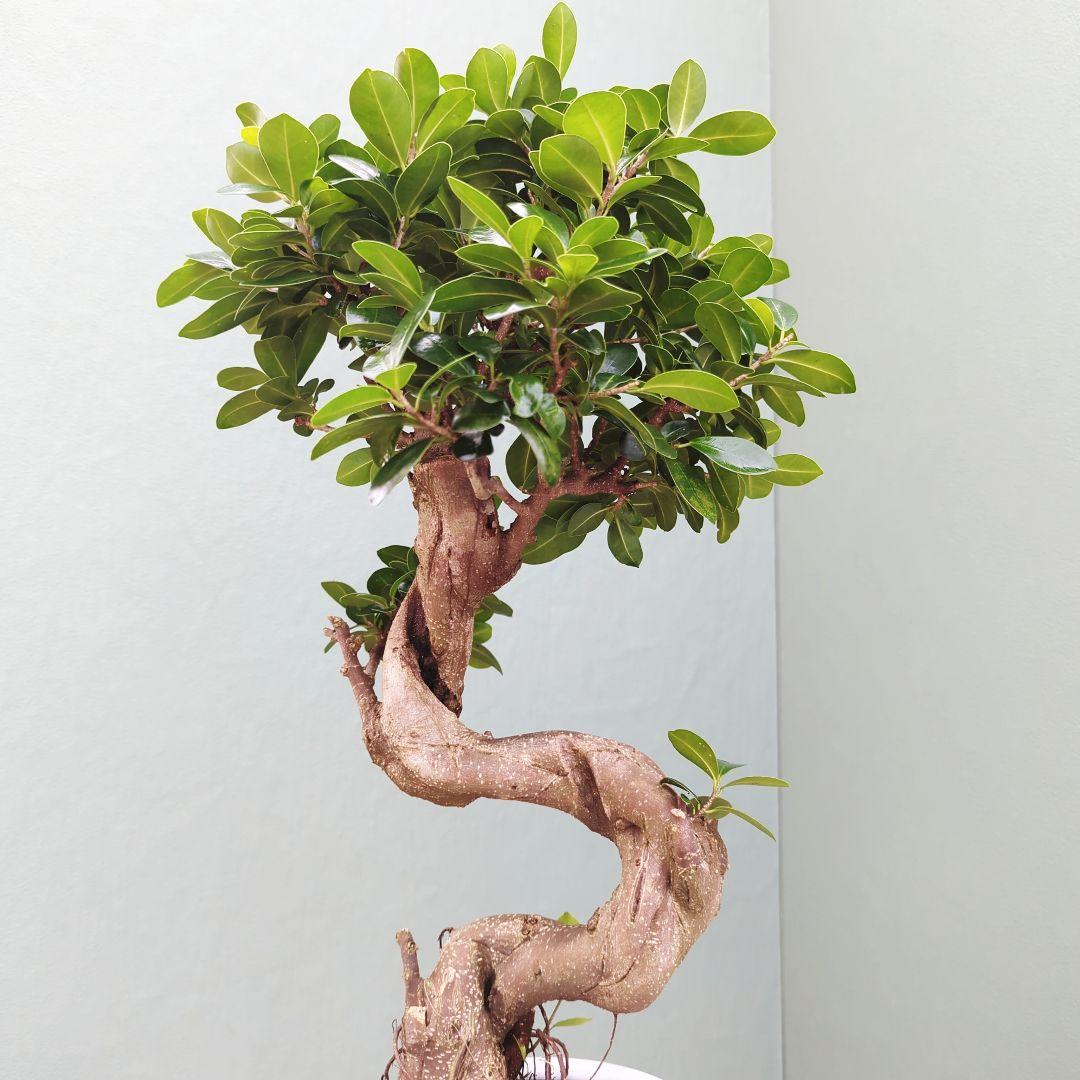 ニイサンガジュマル 【現品】昇り龍 曲がり ギフト植物 ７