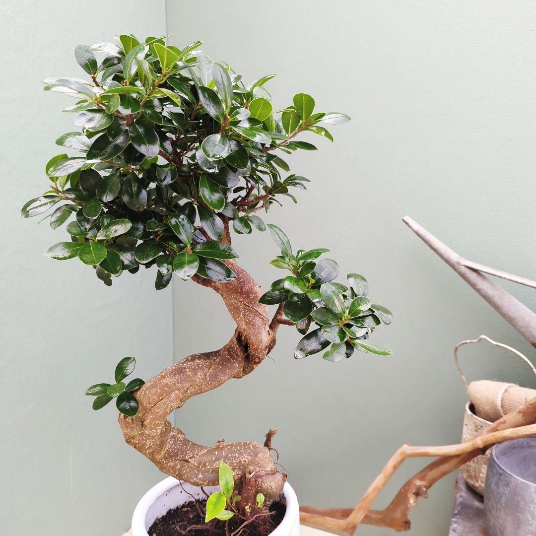 ニイサンガジュマル 【現品】昇り龍 曲がり ギフト植物 ７
