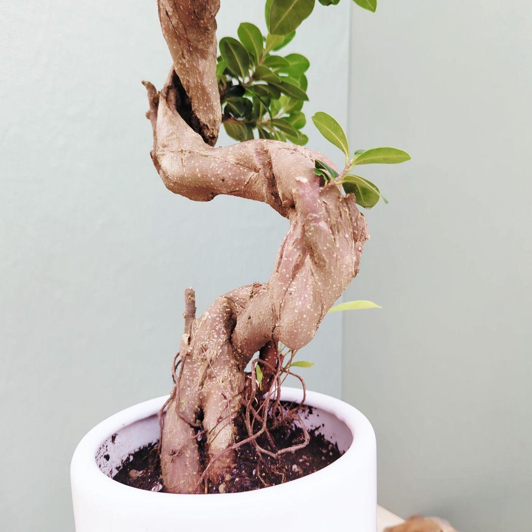 ニイサンガジュマル 【現品】昇り龍 曲がり ギフト植物 ７