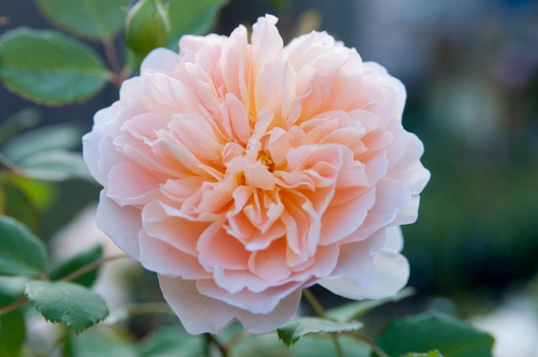 ティークリッパー　6号スリット　ER　芽接ぎ苗　イングリッシュローズ