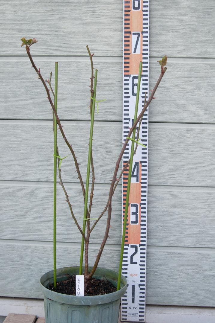 ティークリッパー　6号スリット　ER　芽接ぎ苗　イングリッシュローズ