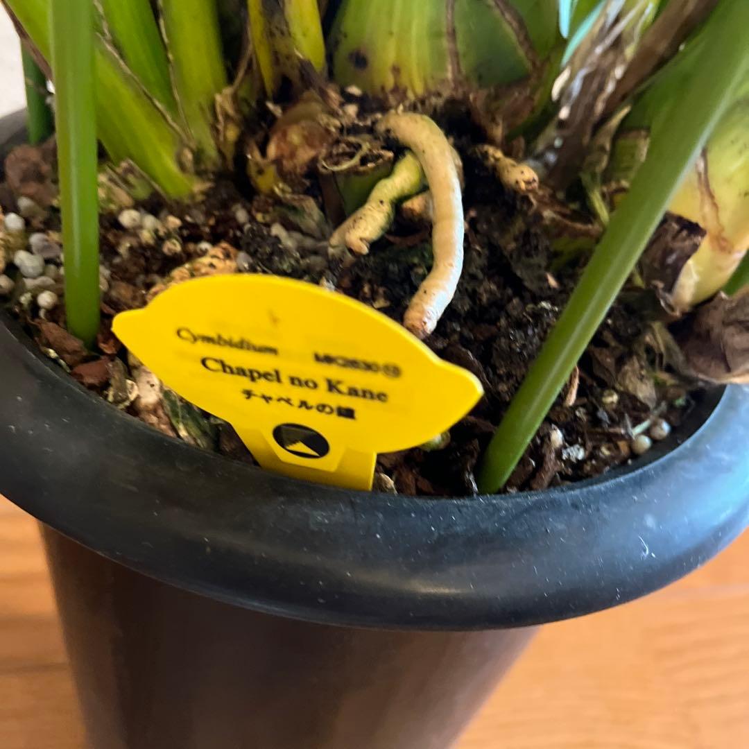 シンビジューム　シンビジウム　チャペルの鐘　黄色　６本立ち