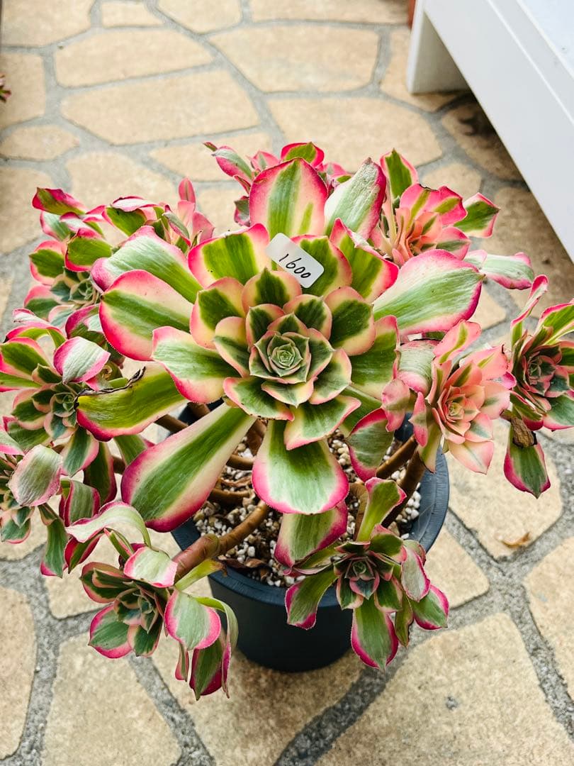 アエオニウム　ピンクガール　特大群生古株　＃1600