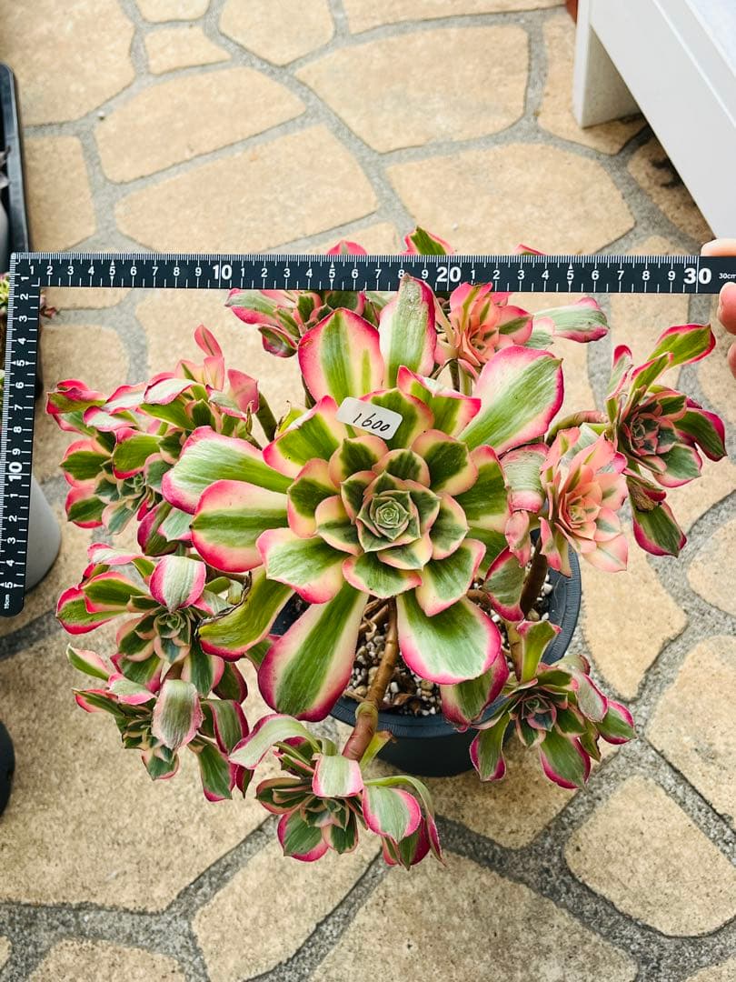 アエオニウム　ピンクガール　特大群生古株　＃1600