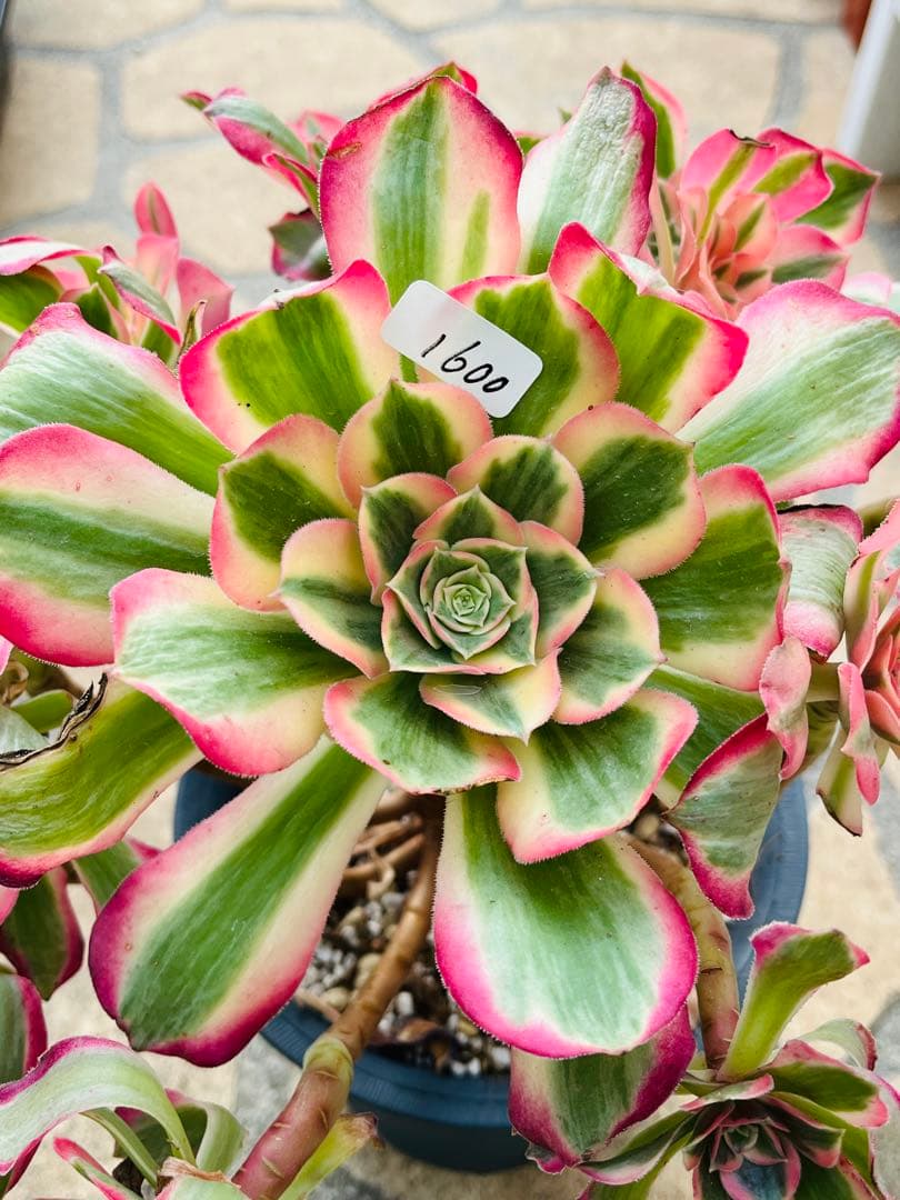 アエオニウム　ピンクガール　特大群生古株　＃1600