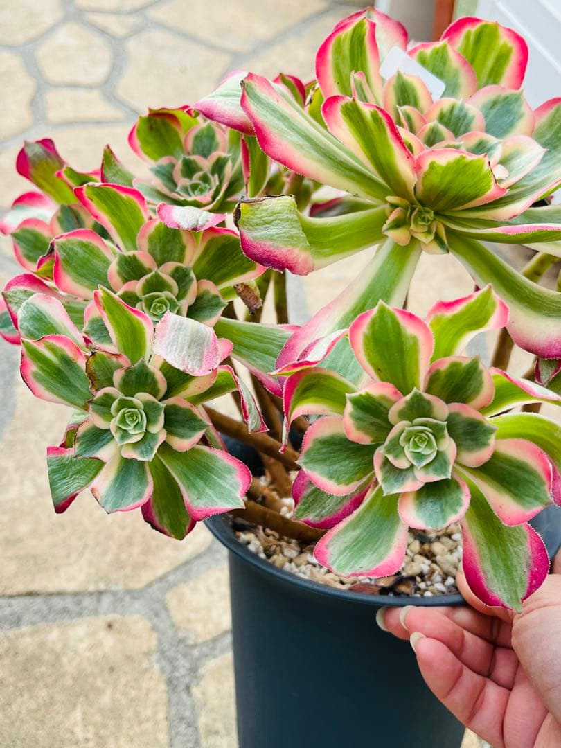 アエオニウム　ピンクガール　特大群生古株　＃1600