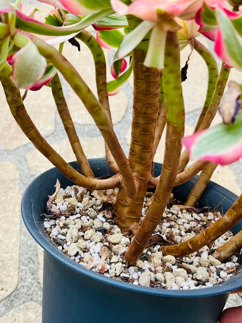 アエオニウム　ピンクガール　特大群生古株　＃1600