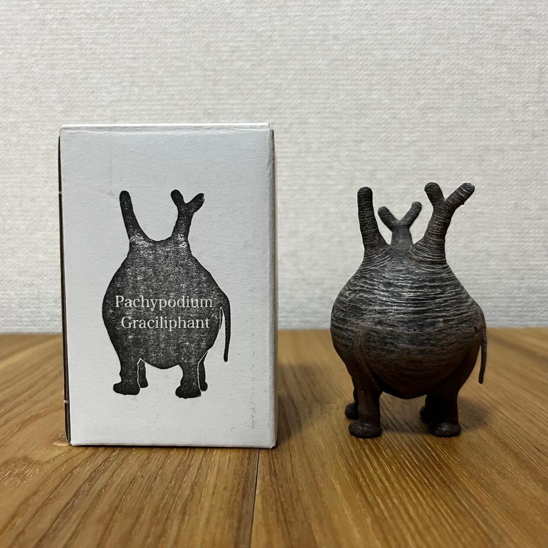 OZWRT Pachypodium Graciliphant グラキリファン